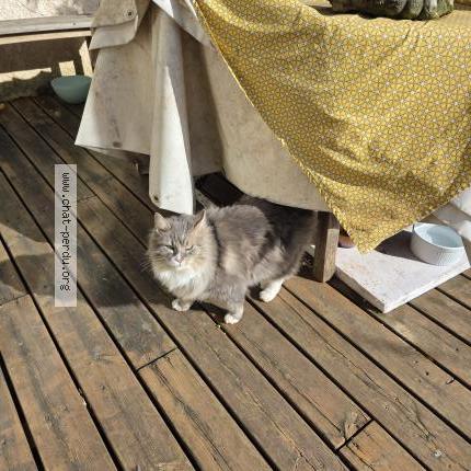 Photo 1/4 Chat trouvé Trouvé à Canet