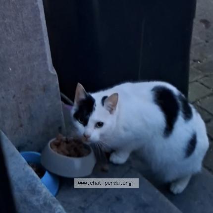 Photo 1/1 Chat trouvé Trouvé à Eugies
