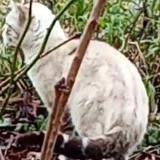 Photo de chat perdu à Belfort