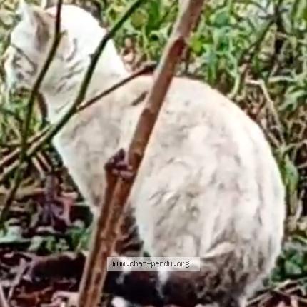 Photo 1/1 Silva Tavares Gilson Chat perdu à Belfort