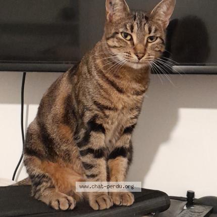 Photo 1/1 Briouate Chat perdu à Arnouville