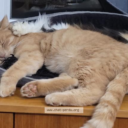 Photo 1/1 Lulu Chat perdu à Pougy