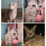 Photo de chat perdu à Jamshedpur