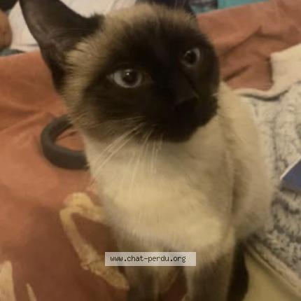 Photo 1/1 Chat retrouvé Perdu à Septfonds