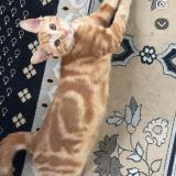 Photo de chat perdu à 6049100