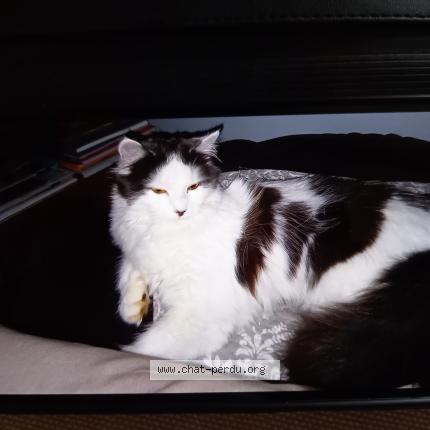 Photo 1/1 Chipie Chat perdu à Allaire