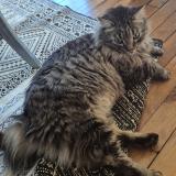 Photo de chat perdu à Brive La Gaillarde