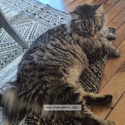 Photo 1/1 Tigrou Chat perdu à Brive la gaillarde