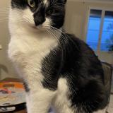 Photo de chat perdu à Roumagne