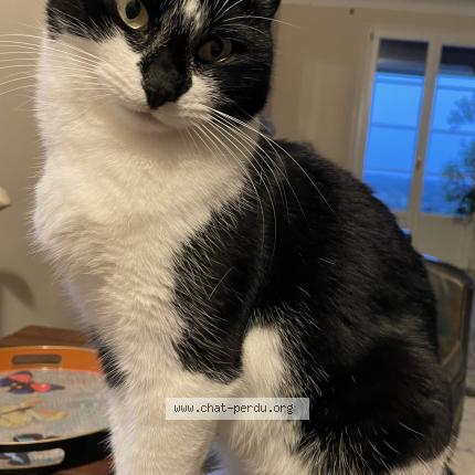 Photo 1/1 Oxy Chat perdu à Roumagne