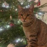 Photo de chat perdu à Nantes