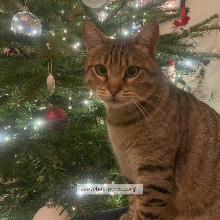 Photo 1/1 Chat retrouvé Perdu à Nantes