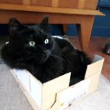 Photo de chat perdu à Chenne