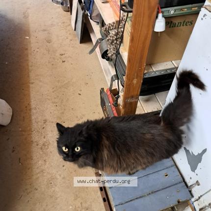 Photo 1/1 Chat trouvé Trouvé à Fleurance