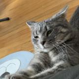 Photo de chat trouvé à Lasalle