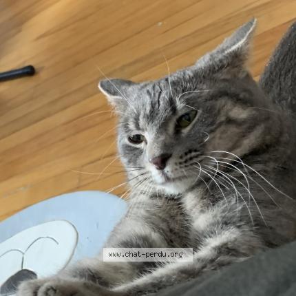 Photo 1/5 Chat trouvé Trouvé à Lasalle