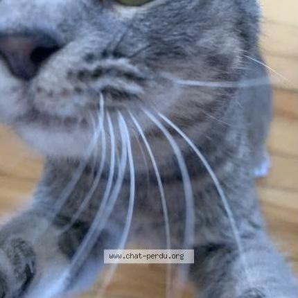 Photo 2/5 Chat trouvé Trouvé à Lasalle