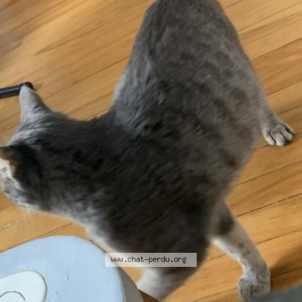 Photo 3/5 Chat trouvé Trouvé à Lasalle