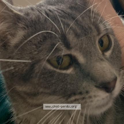 Photo 4/5 Chat trouvé Trouvé à Lasalle