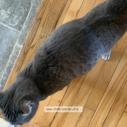 Photo 5/5 Chat trouvé Trouvé à Lasalle