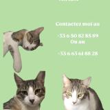 Photo de chat perdu à Rouen