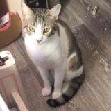 Photo de chat perdu à Rouen