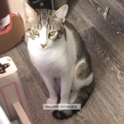 Photo 1/1 Chimchim Chat perdu à Rouen