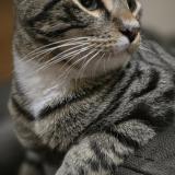 Photo de chat perdu à Briabane