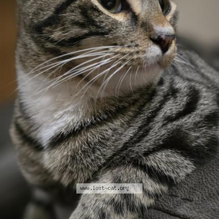 Photo 1/1 Sokio Chat perdu à Briabane