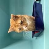 Photo de chat perdu à La Chapelle Sur Erdre