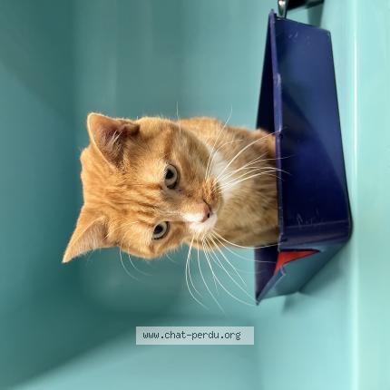 Photo 1/1 Tash Chat perdu à La chapelle sur erdre