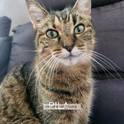 Photo 1/1 Clothilde Rigallaud Chat perdu à Cestas