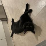 Photo de chat perdu à Villepinte