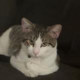 Photo de chat perdu à Middleton