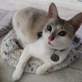 Photo de chat perdu à Le Peage De Roussillon