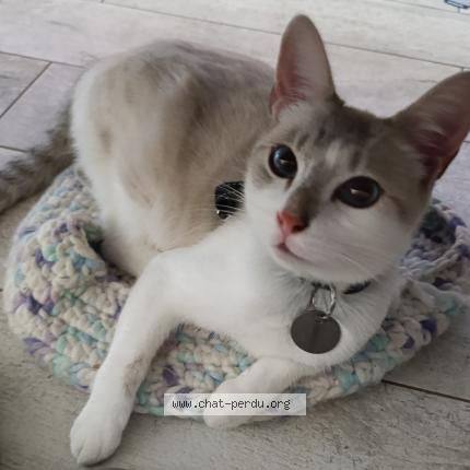 Photo 1/1 ZIVA Chat perdu à Le peage de roussillon