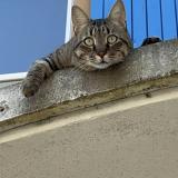 Photo de chat perdu à Saint Cannat