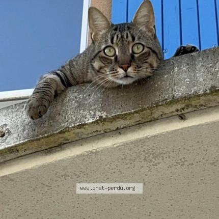 Photo 1/1 Chat retrouvé Perdu à Saint cannat