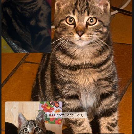 Photo 1/1 Arisu Chat perdu à Saint jean des champs