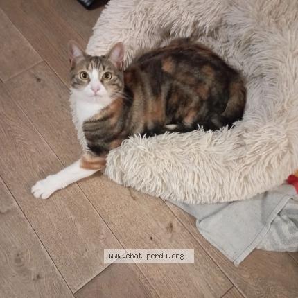 Photo 1/1 Isis Chat perdu à Conflans sainte honorine