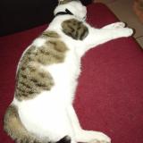 Photo de chat perdu à Buxerolles