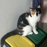 Photo de chat perdu à Amiens