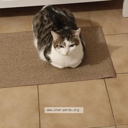 Photo 1/1 Juniper Chat perdu à Six fours les plages