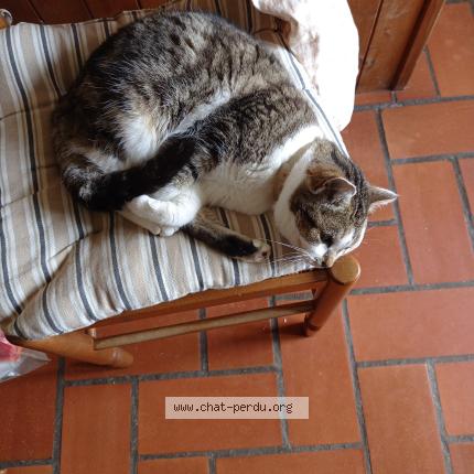 Photo 1/1 Lola Chat perdu à May sur orne