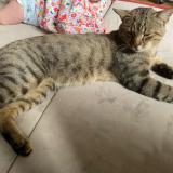 Photo de chat perdu à Juniville