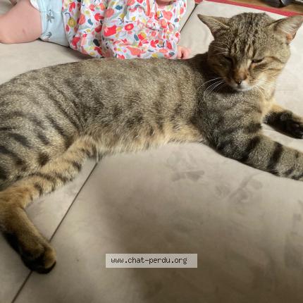 Photo 1/1 Malo Chat perdu à Juniville