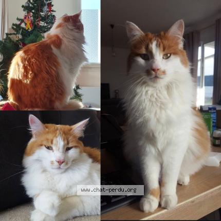 Photo 1/1 HIRO Chat perdu à St hilaire de brethmas