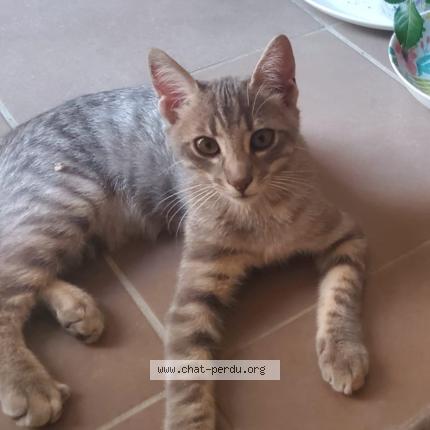 Photo 1/1 Zig Chat perdu à Montauban