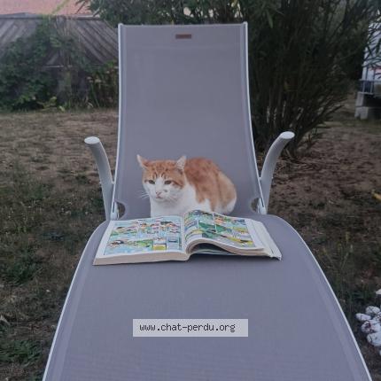 Photo 1/1 Rouky Chat perdu à Saint laurent des autels
