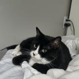 Photo de chat perdu à Lehi